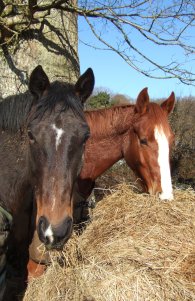 Young event horses in field in winter